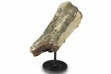 Fossil Dinosaur Limb Bone Section w/ Metal Stand - South Dakota #294809-2